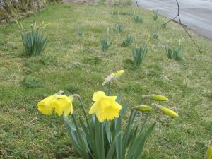 First daffodils